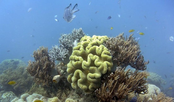UNESCO quyết định không đưa rạn san hô Great Barrier vào danh sách di sản nguy cấp