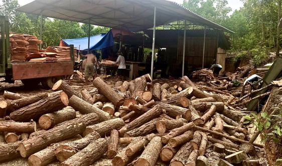 Hoà An (Cao Bằng): Thiếu hồ sơ pháp lý – Xưởng gỗ bóc vẫn “ngang nhiên” hoạt động