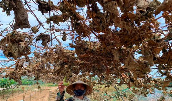 Vùng rau lớn nhất ở Đà Nẵng phải bỏ hoang do thiếu nước ngọt  