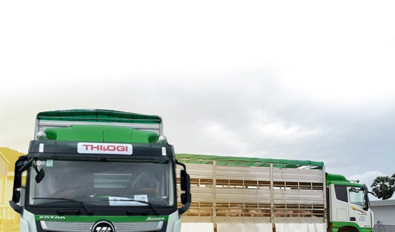  Dịch vụ vận chuyển gia súc  của THILOGI hiện đại, hiệu quả và an toàn 