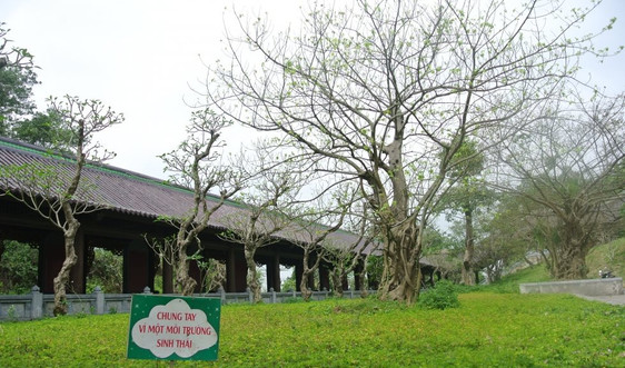 Ninh Bình: Đa dạng hoạt động bảo vệ môi trường tại chùa Bái Đính