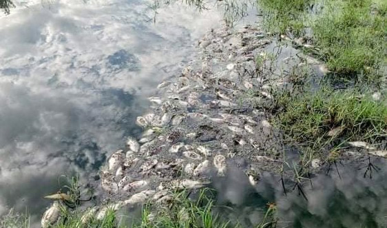 Vụ cá chết trong KCN: Dừng việc xả thải ra môi trường của C.P Việt Nam chi nhánh Huế
