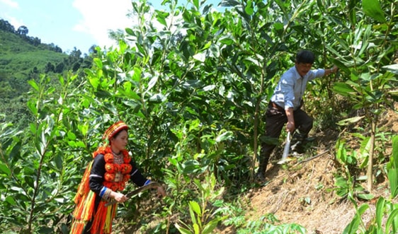 Những luật tục thúc đẩy người dân tộc thiểu số tham gia bảo vệ rừng