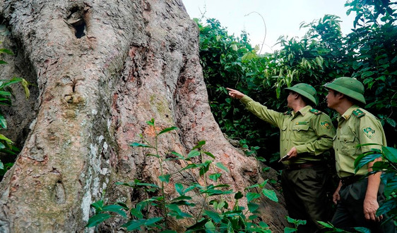 Thanh Hóa: Phê duyệt phương án phát triển Khu bảo tồn thiên nhiên Pù Luông