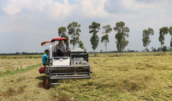 Agribank: Kịp thời cung ứng vốn phục vụ thu mua lúa gạo tại Đồng bằng sông Cửu Long