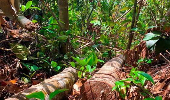 Quảng Ngãi: Khẩn trương xác minh đối tượng chặt phá rừng phòng hộ 