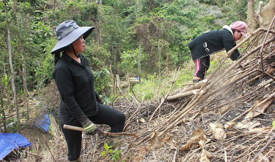 Quảng Nam: Người Cơ Tu ở Tây Giang trồng rừng ứng phó biến đổi khí hậu