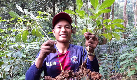 Nam Trà My (Quảng Nam): Giữ rừng để trồng, giữ nguồn gen sâm quý