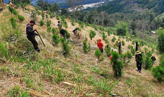 Gia Lai: Ngát xanh những cánh rừng vừa phát triển kinh tế vừa ứng phó với biến đổi khí hậu