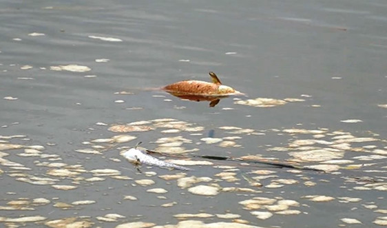 Quảng Ngãi: Cá, vịt chết bất thường trên sông Hầm Giang do doanh nghiệp xả thải?