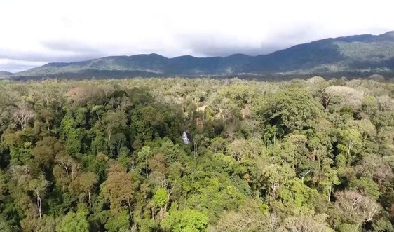 Đắk Nông: Đặt mục tiêu che phủ rừng đến năm 2025 đạt trên 40%