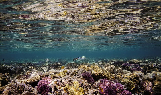 Gần 12.000 km2 rạn san hô trên thế giới biến mất do biến đổi khí hậu