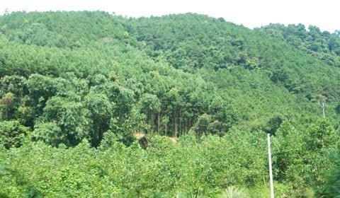 Lạng Sơn: Ứng dụng GIS trong quản lý, bảo vệ rừng