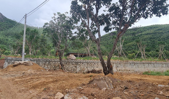Phú Yên:  Xuất hiện tình trạng san ủi đất rừng trái phép