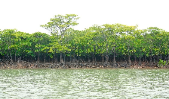 Bài dự thi “Cùng giữ màu xanh của biển”: Hồi sinh rừng ngập mặn Đồng Rui - Bài 1: Những ký ức về rừng