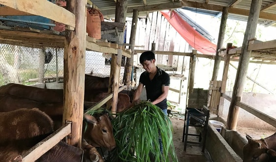 Lào Cai: Chủ động phòng chống rét cho đàn gia súc