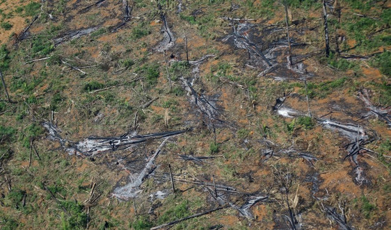 Tốc độ phá rừng Amazon tăng cao nhất trong 15 năm