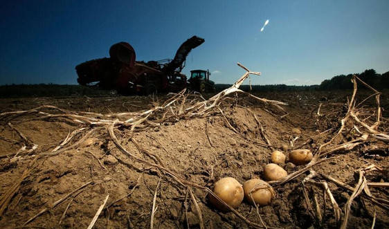 Giới khoa học Mỹ thử nghiệm giống khoai tây chống chịu biến đổi khí hậu