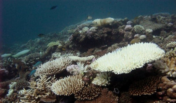 Các rạn san hô ở Tây Ấn Độ Dương có nguy cơ sụp đổ trong 50 năm tới