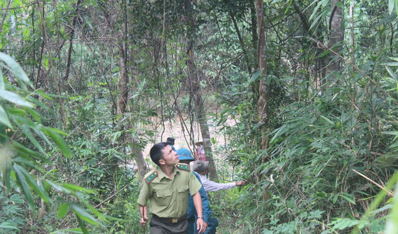 Điện Biên: Lợi ích từ dịch vụ môi trường rừng