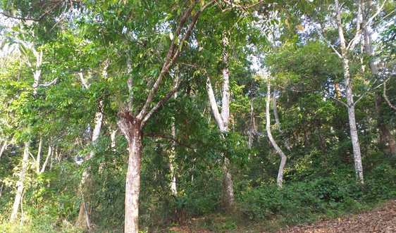 Huyện Điện Biên nâng cao công tác quản lý bảo vệ rừng