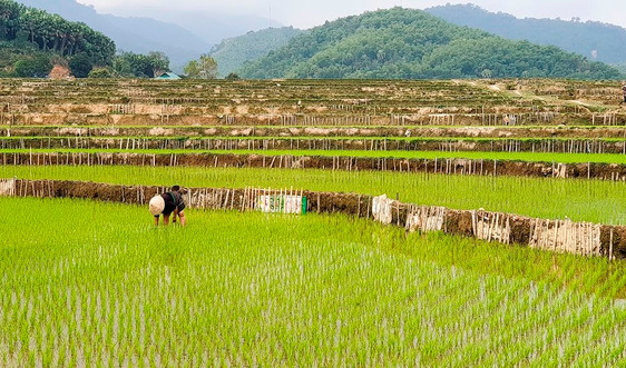 Thanh Hóa: Hỗ trợ gạo cho đồng bào dân tộc chăm sóc, bảo vệ và phát triển rừng