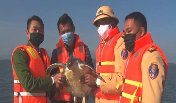Quảng Ninh: Thả cá thể rùa quý nặng 10kg về môi trường tự nhiên