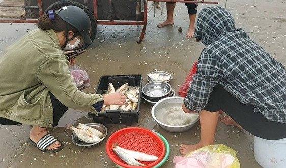 Nghệ An: “Lộc biển” đầu năm đắt khách