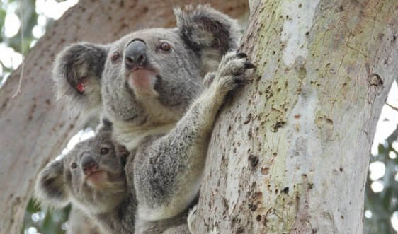 Tin tức, hình ảnh, video clip mới nhất về gấu túi ở Australia