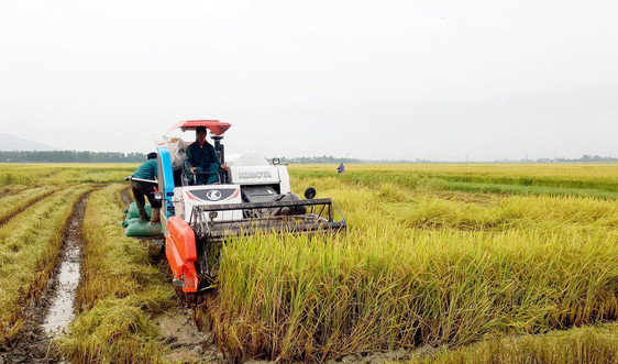 Cởi nút thắt trong “tích tụ ruộng đất” ở miền Trung - Tích tụ đất nông nghiệp: Khó vẫn phải làm