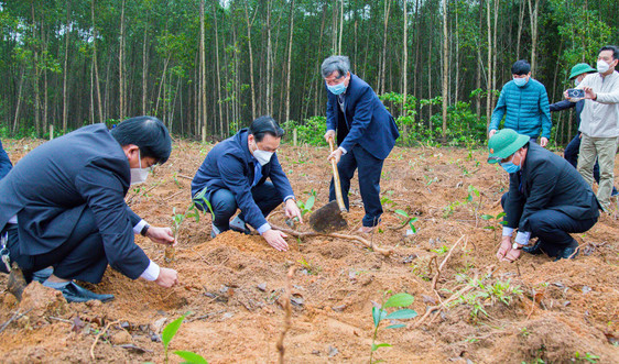 Quảng Trị: Trồng 5,6 triệu cây quế và 4.100 cây bóng mát hưởng ứng Tết trồng cây