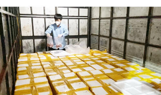 Thanh Hóa bắt giữ xe tải vận chuyển 1.750 kg cá khoai ướp phoóc môn