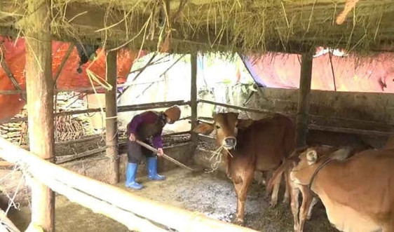 Lạng Sơn: Hơn 500 con gia súc bị chết do rét
