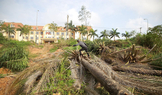Quảng Trị: Di chuyển những cây cọ dầu lâu năm tại khu vực thực hiện dự án của Vingroup