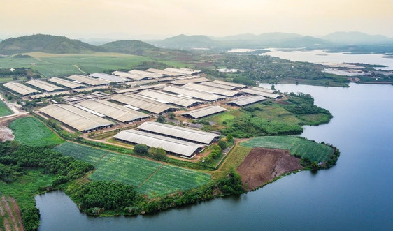 Cụm trang trại bò sữa đạt kỷ lục thế giới của TH: Dấu ấn nông nghiệp sạch Việt Nam