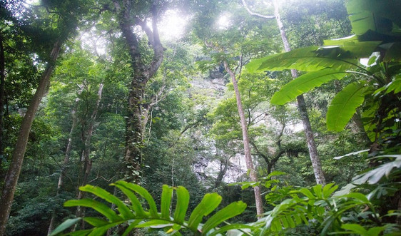 Quảng Bình: Giám sát việc chuyển đổi mục đích sử dụng đất rừng