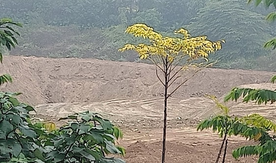 Long Biên - Hà Nội: Cần làm rõ trách nhiệm đơn vị khai thác san lấp phế thải trái phép ven sông Hồng
