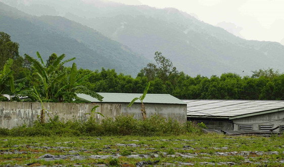 Bình Định: Nhiều trang trại heo xả thải gây ô nhiễm môi trường