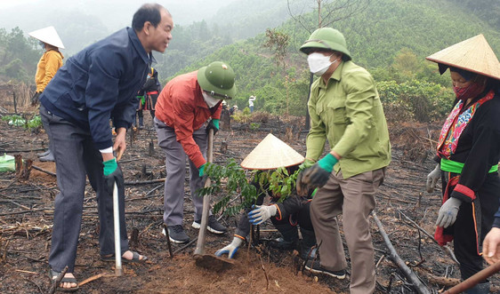 Quảng Ninh ứng phó với BĐKH: Hồi sinh những cánh rừng gỗ lớn