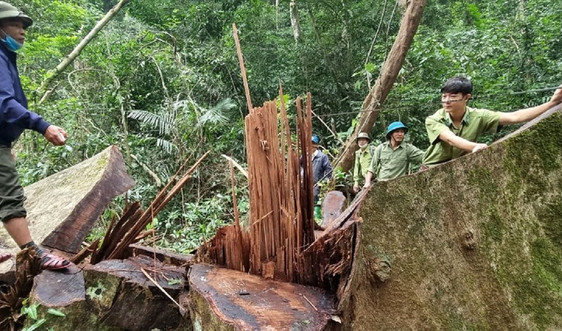 Quảng Trị: Khởi tố vụ phá rừng tại Khu Bảo tồn thiên nhiên Bắc Hướng Hóa