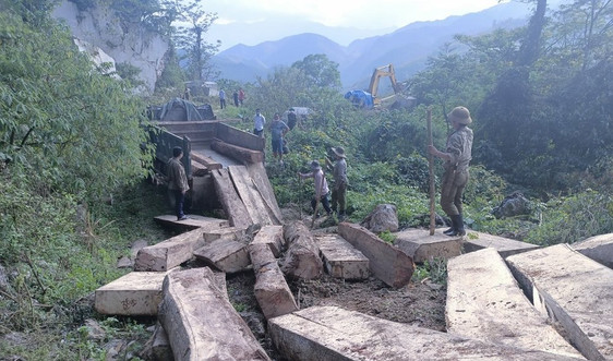 Nghệ An: Xử lý nhiều cán bộ liên quan đến vụ chặt phá 11 cây gỗ ở khu vực thăm dò khoáng sản