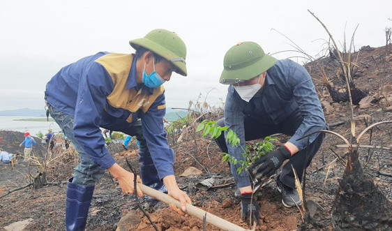 Quảng Ninh: Phát động trồng 28 ha rừng lim, lát, dổi