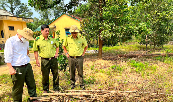 Thừa Thiên – Huế: Chặt cây bản địa trái phép trong rừng phòng hộ
