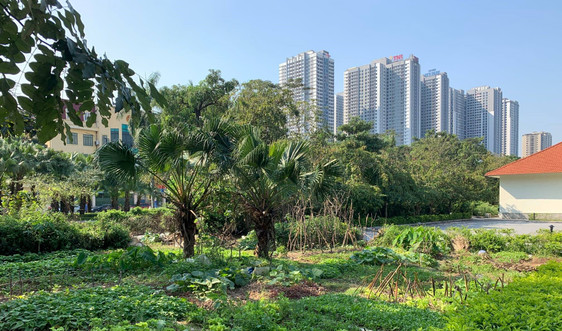 Công viên hồ điều hòa Mai Dịch - Hà Nội: Tự ý lấn chiếm đất công viên canh tác hoa màu