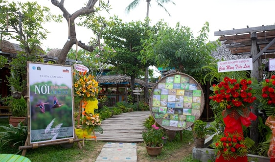Nơi đàn chim trở về