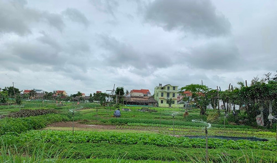 Quảng Nam: Chậm sửa sai gần 15.000 sổ đỏ ghi “đất thổ cư”