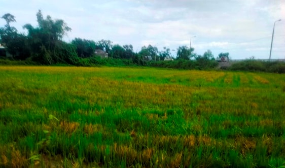 Đà Nẵng: Xử phạt hộ kinh doanh than "nhuộm đen" 1,9ha lúa thôn Phước Hậu 