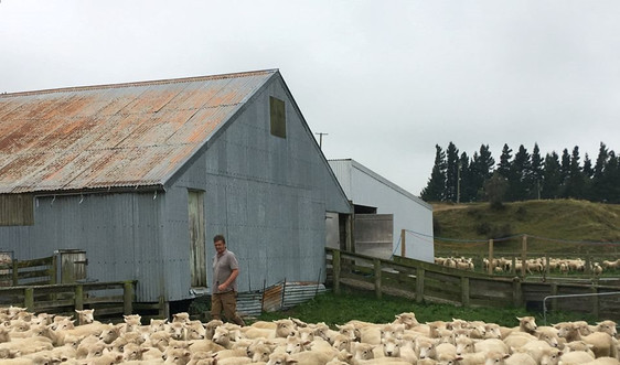 New Zealand lên kế hoạch thu phí khí thải từ chăn nuôi