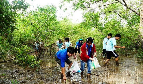 Tăng dày rừng ngập mặn tại 5 tỉnh Đồng bằng sông Cửu Long