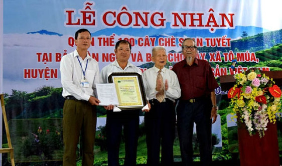 Công nhận Cây di sản Việt Nam cho 100 cây chè Shan tuyết ở xã Tô Múa
